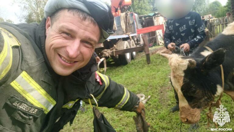 В Тверской области молодой бычок провалился в колодец и выжил