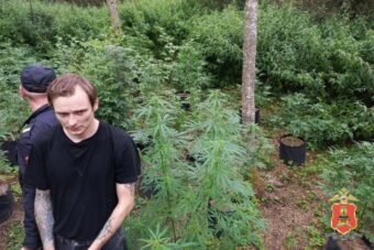 Плантацию конопли обнаружили в Тверской области