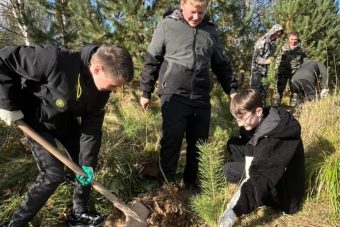 Более полумиллиона деревьев высажено за полтора месяца в Тверской области