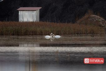 В Твери накануне зимы обосновались лебеди