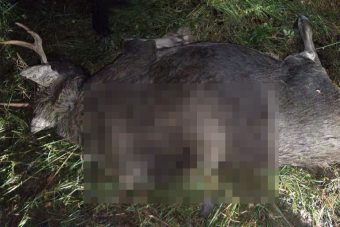 В Тверской области обнаружены 2 лосиные туши с пулевыми отверстиями