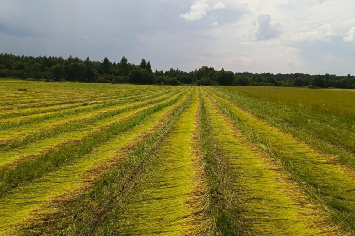 В Тверской области завершается уборочная кампания