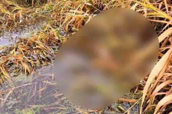 Под Тверью из реки достали труп мужчины