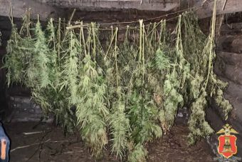 Около 5 килограммов конопли хранил дома житель Тверской области
