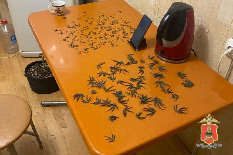 Житель Тверской области выращивал в квартире коноплю