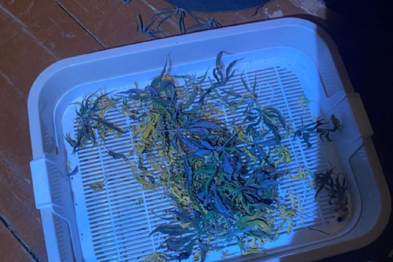 Житель Тверской области выращивал в квартире коноплю