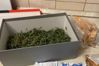 Житель Тверской области выращивал в квартире коноплю Житель Тверской области выращивал в квартире коноплю