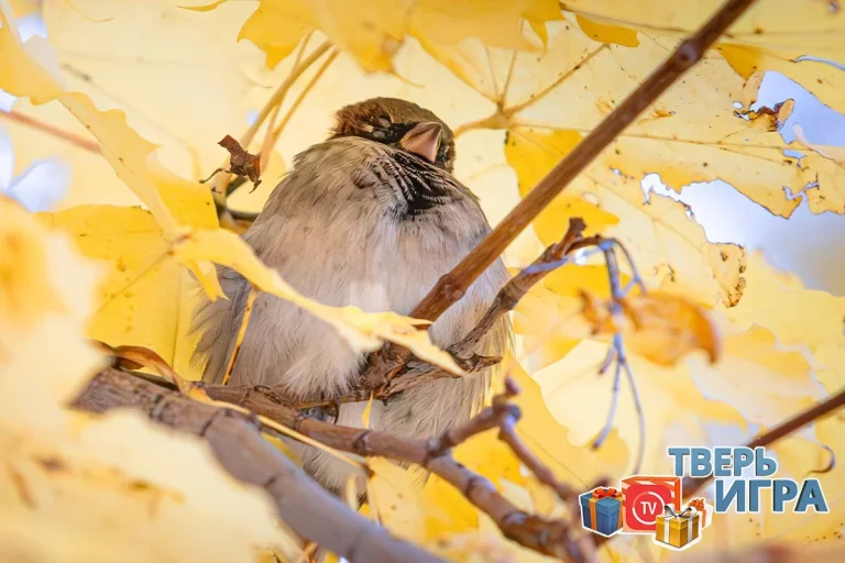 «Тверьигра», выпуск № 507: результаты
