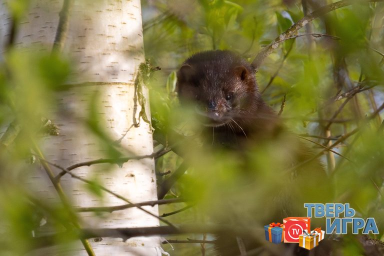 «Тверьигра», выпуск № 512: результаты