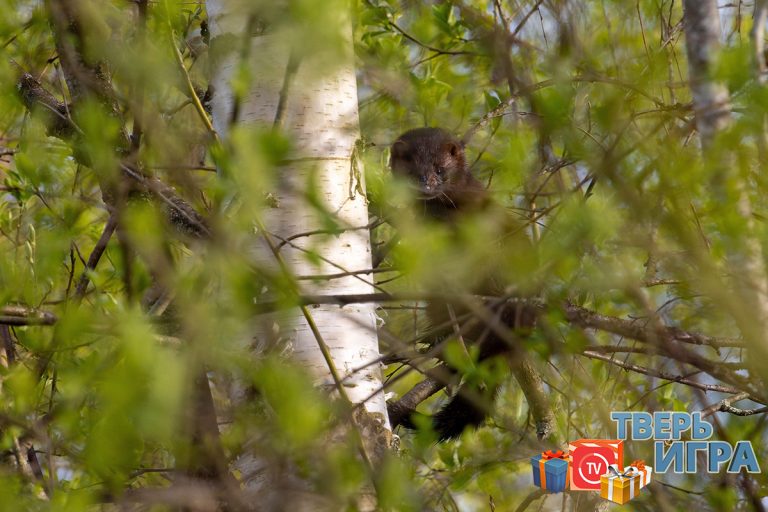 «Тверьигра», выпуск № 512: результаты