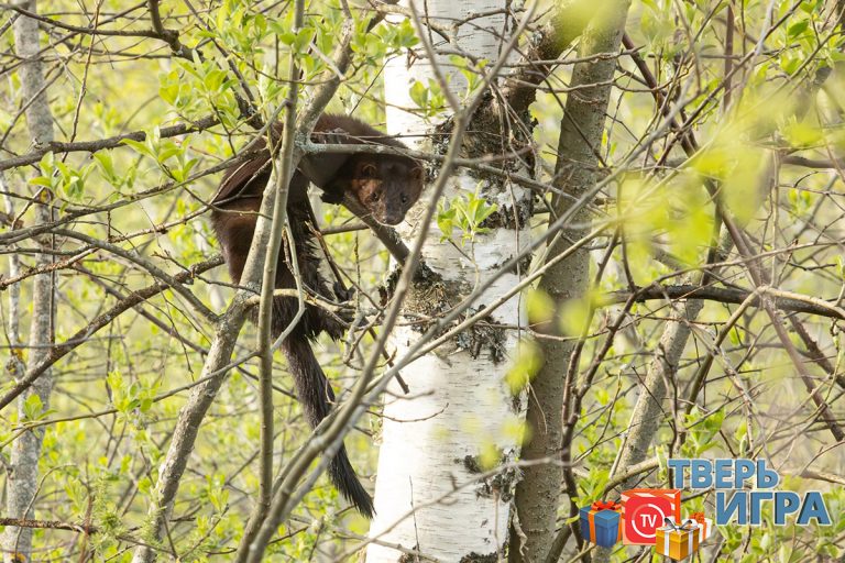 «Тверьигра», выпуск № 512: результаты