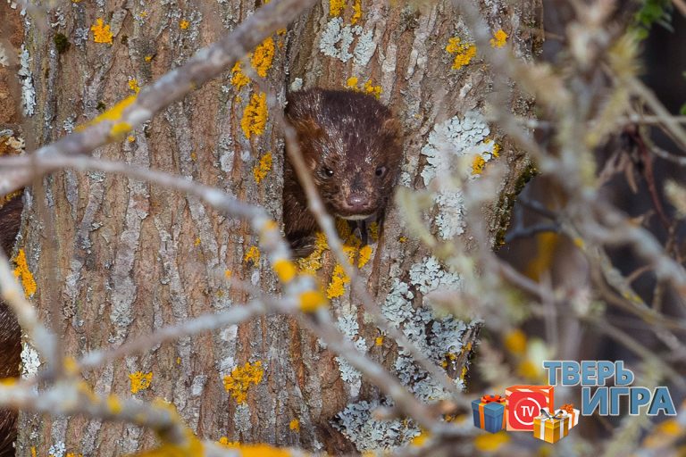 «Тверьигра», выпуск № 512: результаты