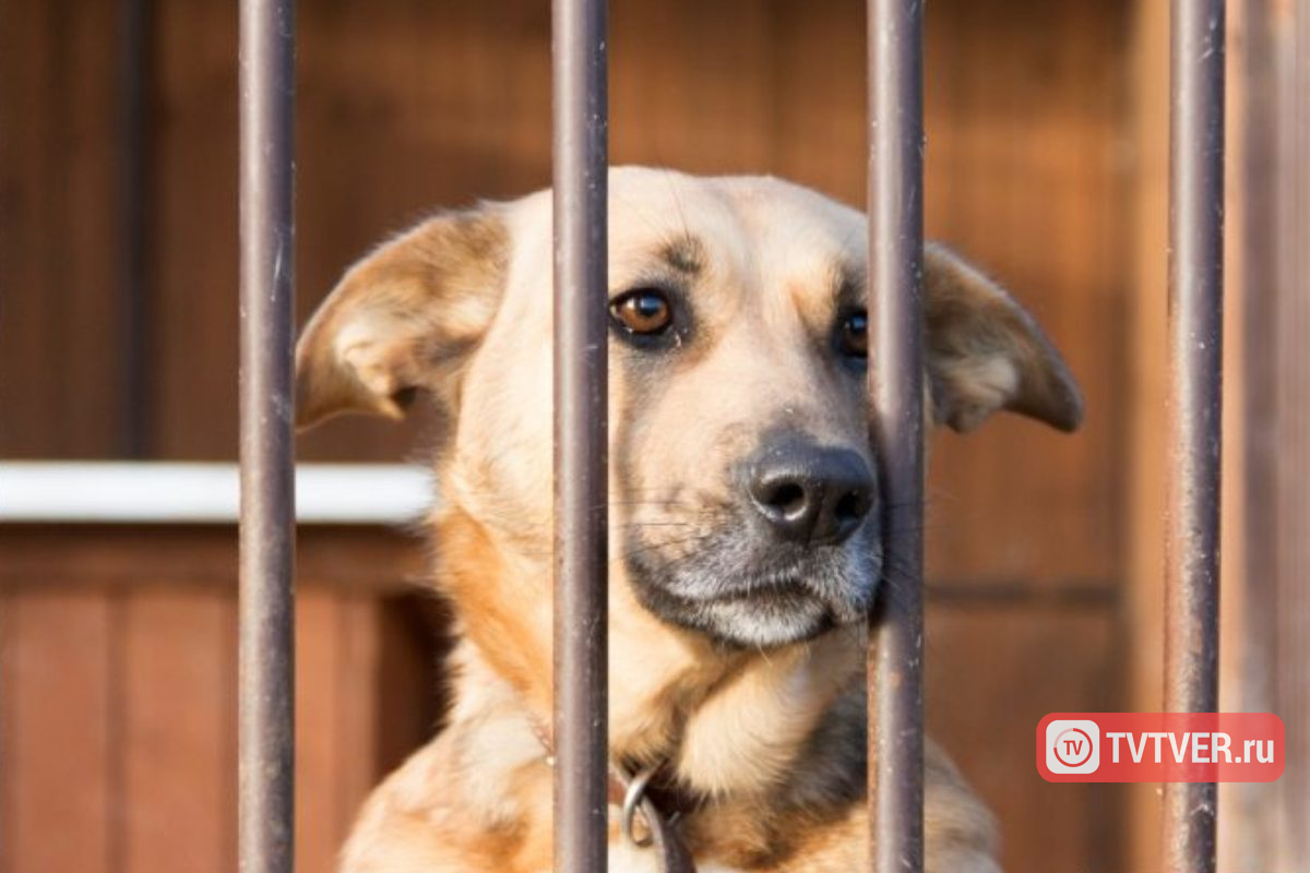 Авито вводит систему верификации приютов и зооволонтеров