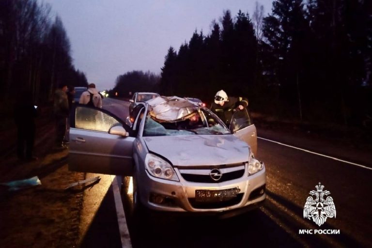 Водитель легковушки пострадал в ДТП с лосем в Тверской области