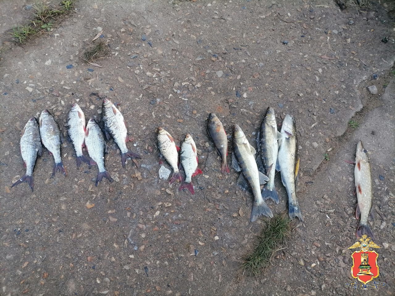 В Тверской области двое приятелей отправятся по суд за 12 рыбьих хвостов