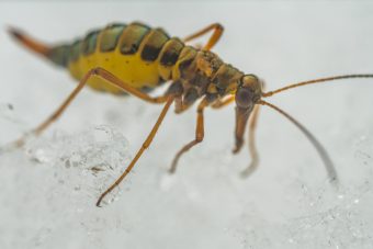 В Тверской области активизировались ледничники и комары