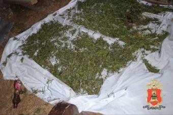 Около двух килограммов конопли хранил дома житель Тверской области Около двух килограммов конопли хранил дома житель Тверской области