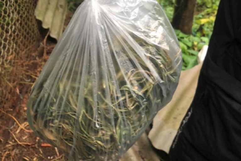 Сельский житель торговал марихуаной в Тверской области