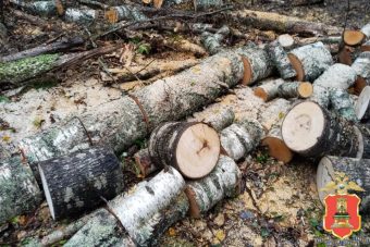 Житель Тверской области заготовил дрова и оказался под следствием Житель Тверской области заготовил дрова и оказался под следствием