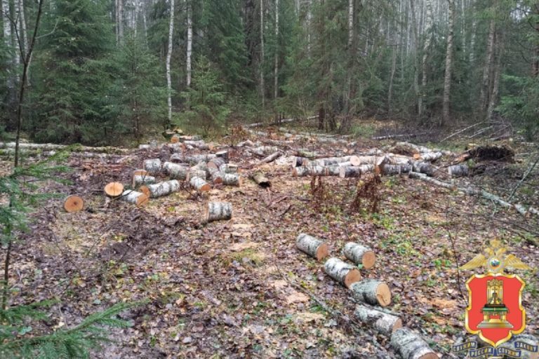 Житель Тверской области заготовил дрова и оказался под следствием