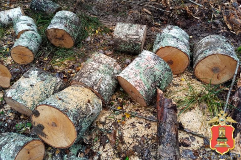 Житель Тверской области заготовил дрова и оказался под следствием