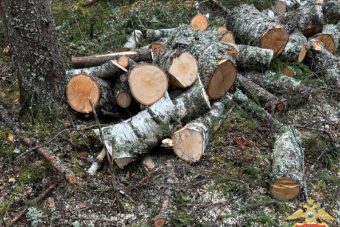 "Черного" лесоруба задержали с поличным в Тверской области "Черного" лесоруба задержали с поличным в Тверской области