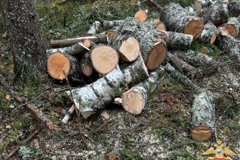 "Черного" лесоруба задержали с поличным в Тверской области