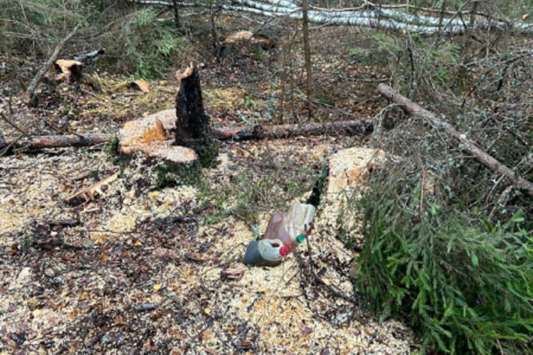 "Черного" лесоруба задержали с поличным в Тверской области