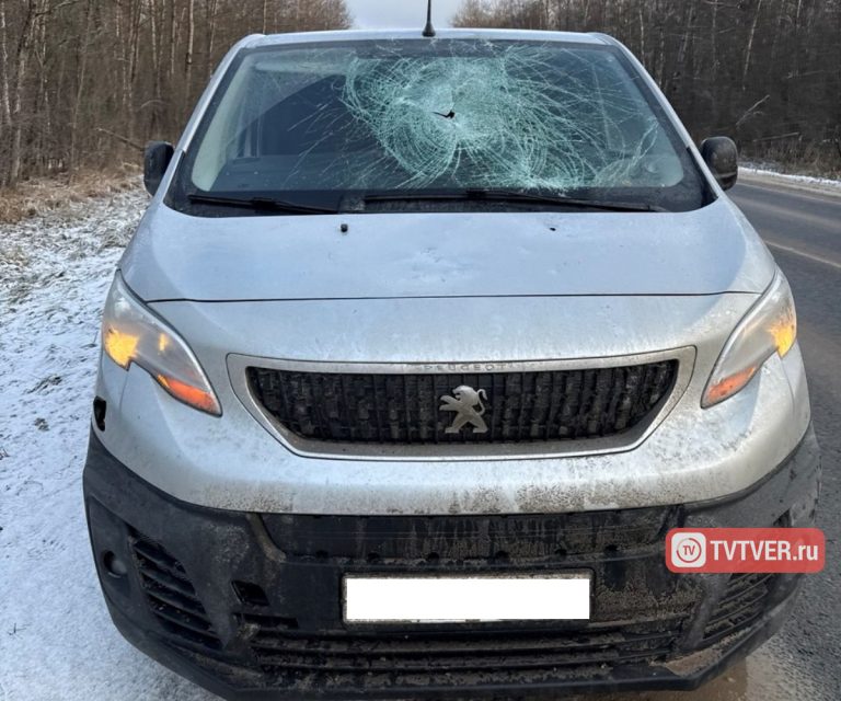 Рухнувшее на дорогу дерево чуть не убило водителя и пассажирку автомобиля в Тверской области