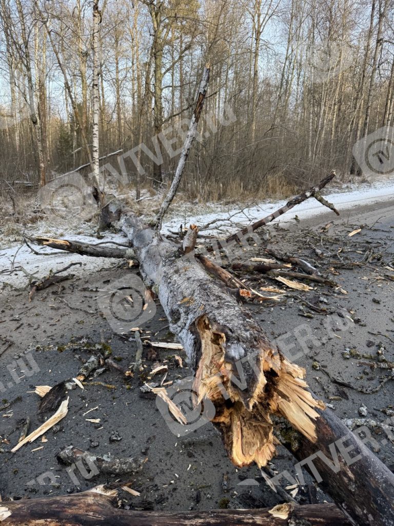 Рухнувшее на дорогу дерево чуть не убило водителя и пассажирку автомобиля в Тверской области