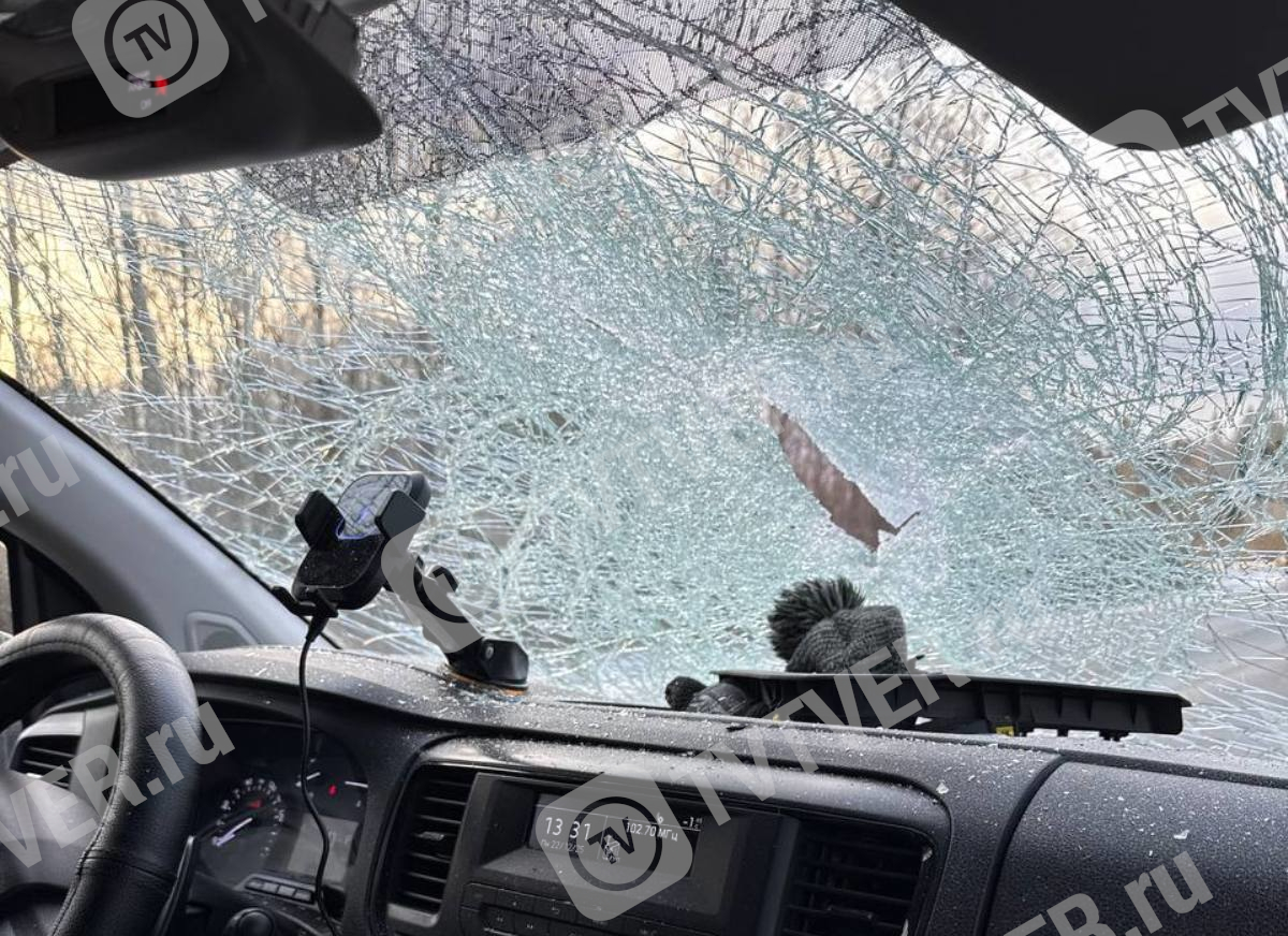 Рухнувшее на дорогу дерево чуть не убило водителя и пассажирку автомобиля в Тверской области