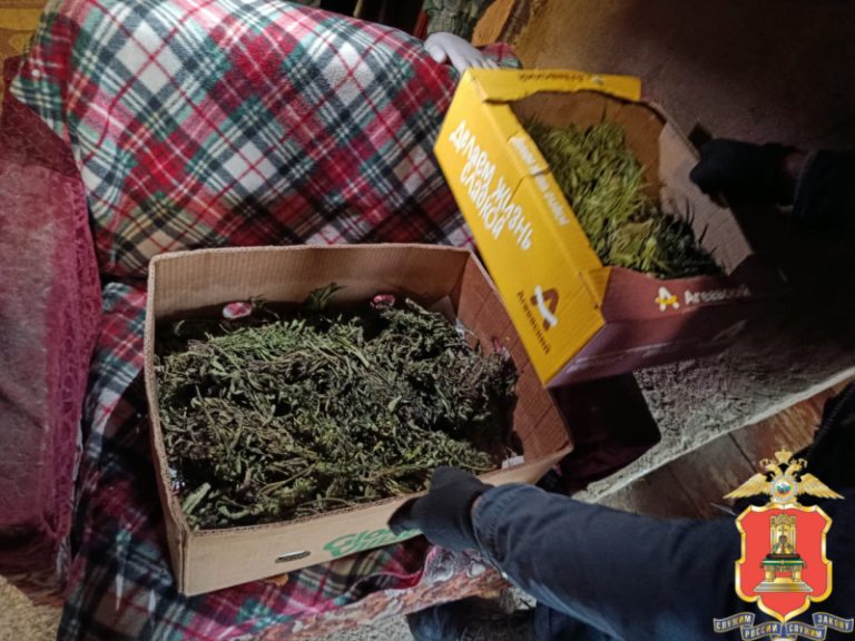 У жителя деревни в Тверской области обнаружили целый огород конопли