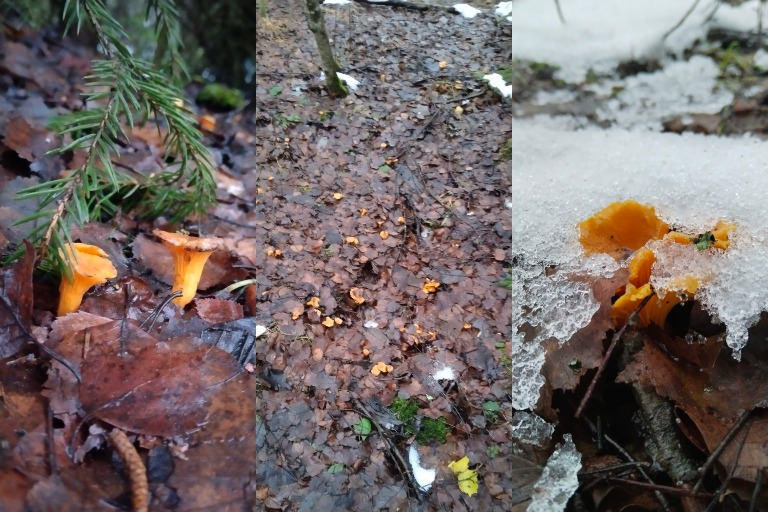 В Тверской области в декабре собирают лисички