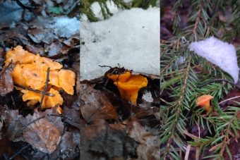 В Тверской области в декабре собирают лисички В Тверской области в декабре собирают лисички