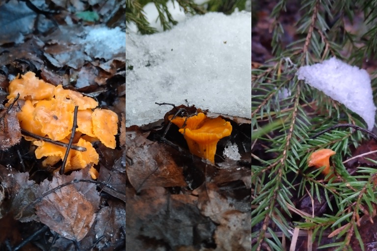 В Тверской области в декабре собирают лисички