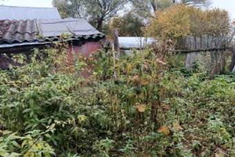 У жителя деревни в Тверской области обнаружили целый огород конопли