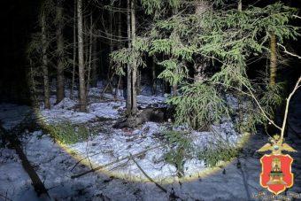 В Тверской области браконьеры жестоко убили лося
