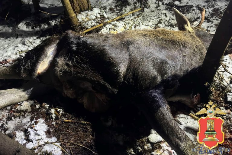 В Тверской области браконьеры жестоко убили лося