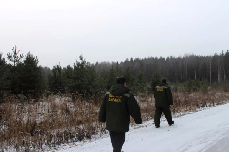 В Тверской области усилили охрану хвойных деревьев от незаконных рубок