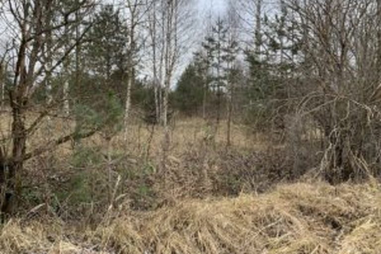 Оштрафован владелец заросших сельхозугодий в Тверской области