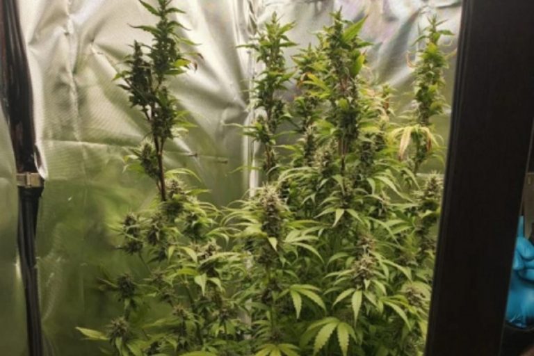 Коноплю выращивал в квартире житель Тверской области