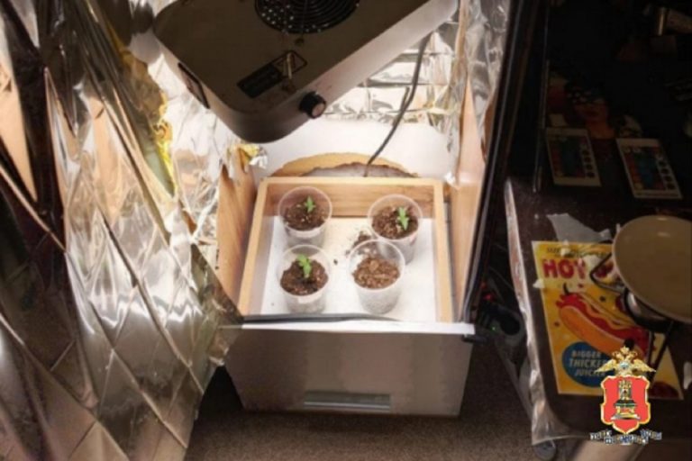 Коноплю выращивал в квартире житель Тверской области