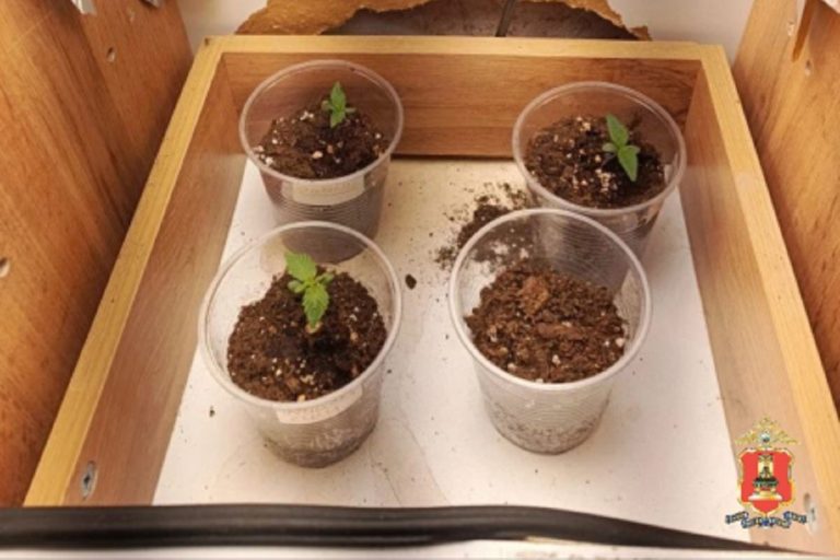 Коноплю выращивал в квартире житель Тверской области