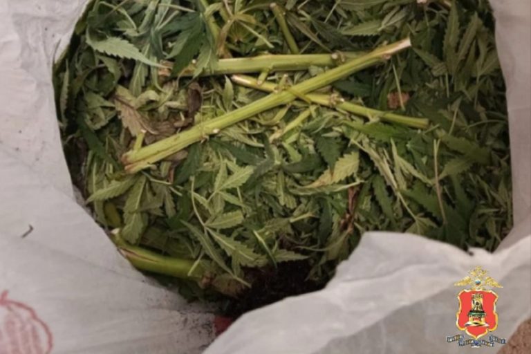 Коноплю выращивал в квартире житель Тверской области