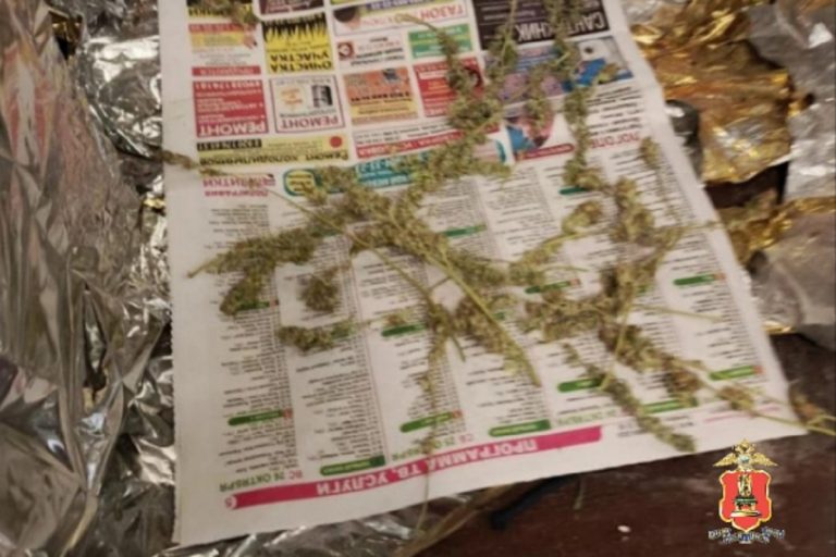 Коноплю выращивал в квартире житель Тверской области