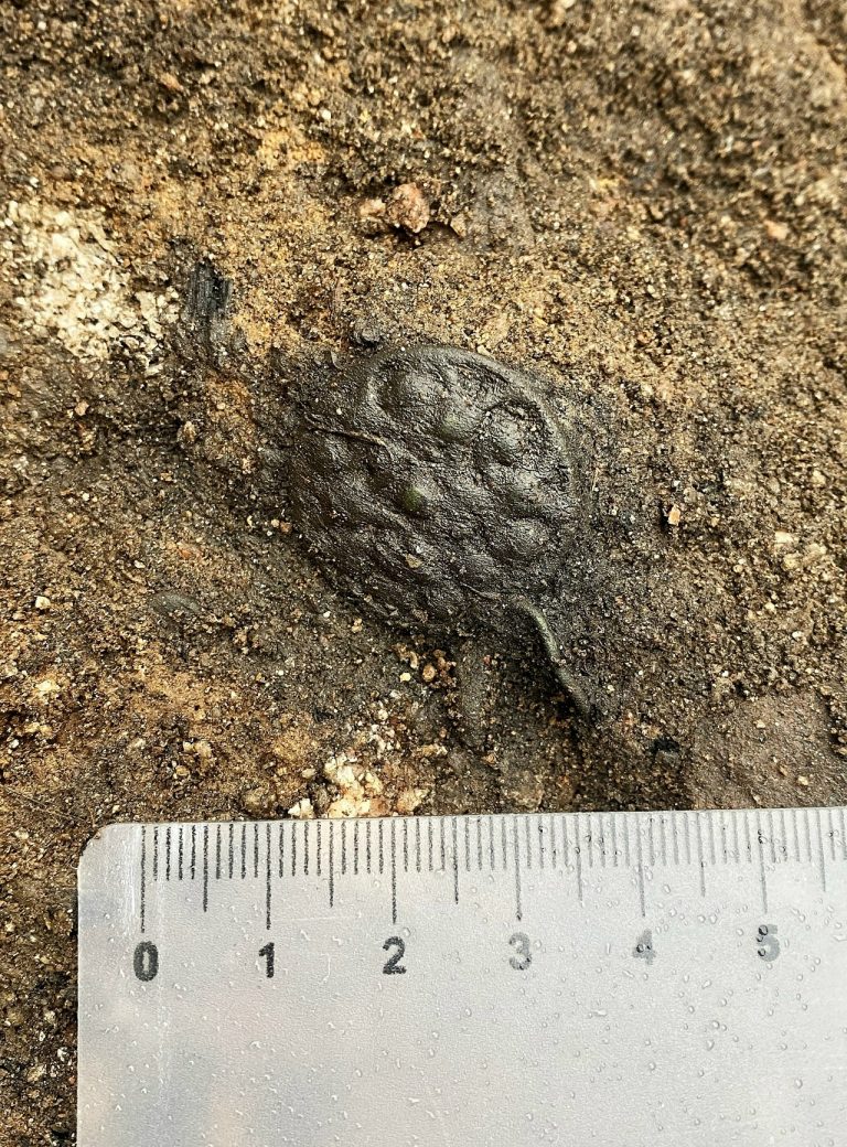 В Тверской области обнаружили поселение викингов