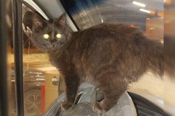 Фронтовой кот нашёл дом в Тверской области