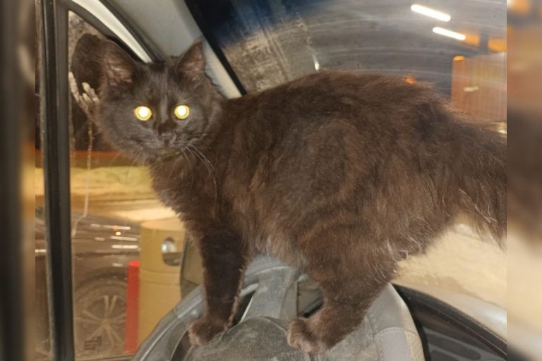 Фронтовой кот нашёл дом в Тверской области