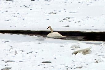 В Тверской области в полынье примёрз ко льду лебедь В Тверской области в полынье примёрз ко льду лебедь