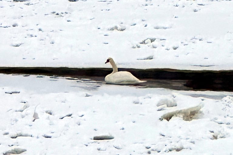 В Тверской области в полынье примёрз ко льду лебедь
